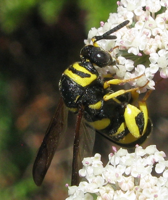 Siricidae ?? No, Leucospis gigas